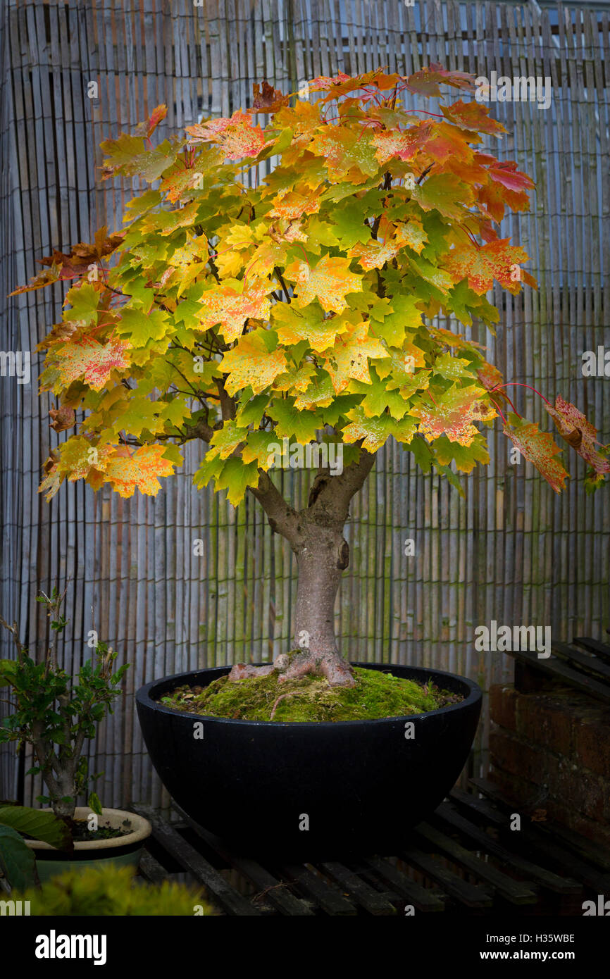 Acer pseudoplatarus aceraceae hi