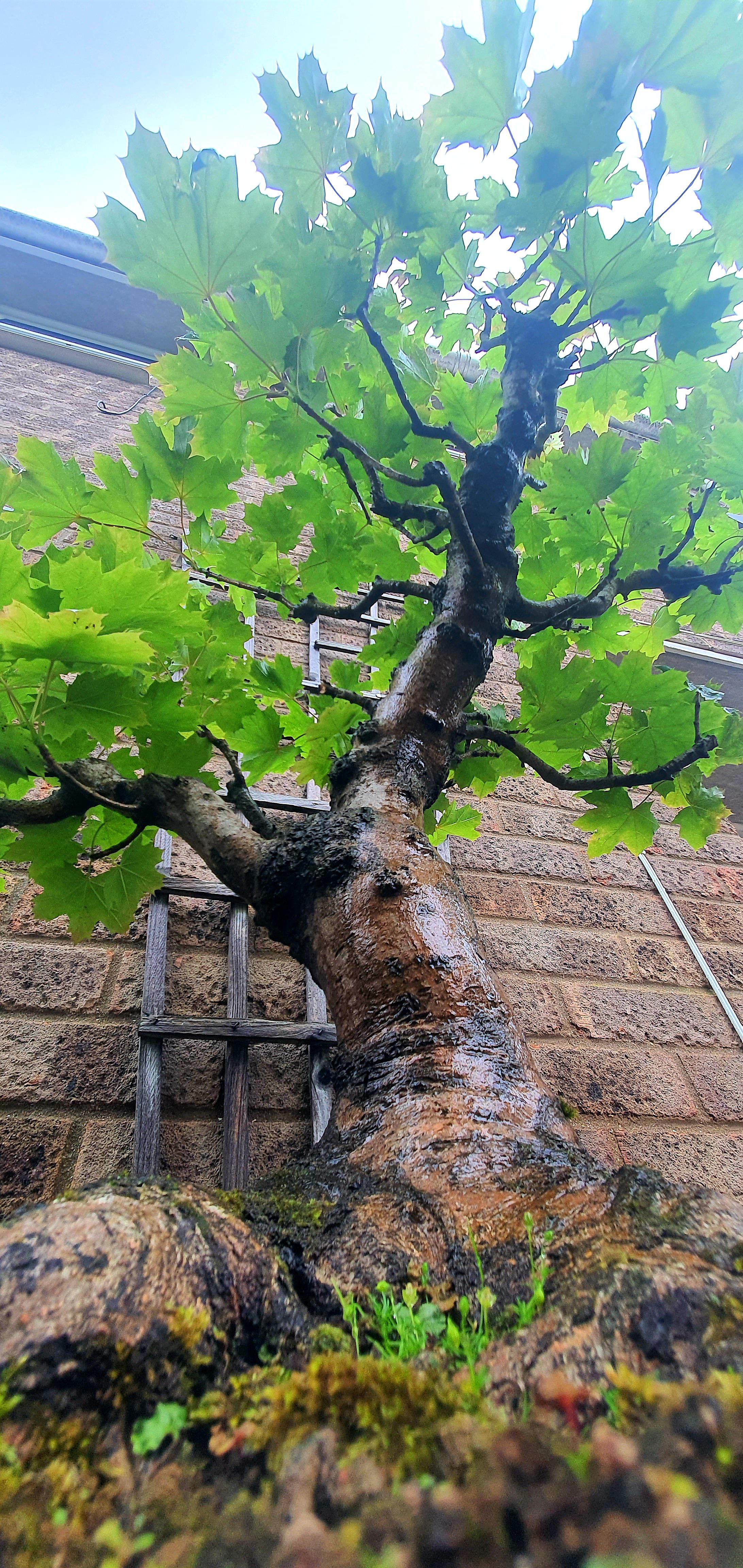 Norway maple bonsai rbonsai