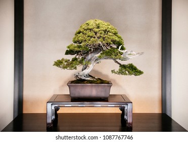 Spruce bonsai images stock photos d objects vectors