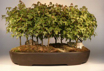 Trident maple bonsai treeacer buergerianum