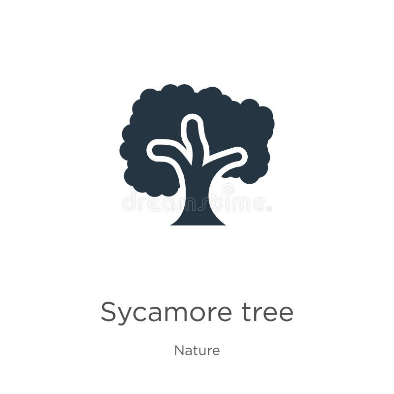 Sycamore tree stock illustrations â sycamore tree stock illustrations vectors clipart