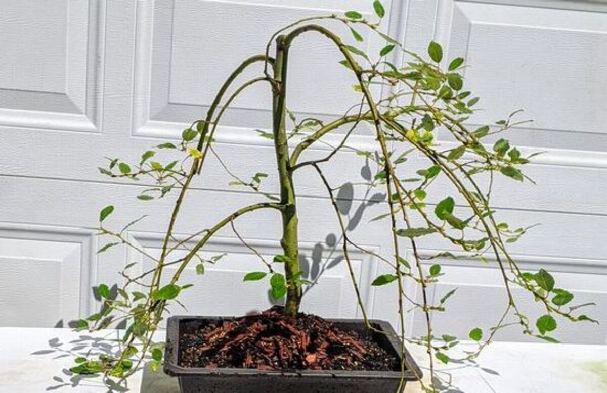 Weeping pussy willow bonsai an elegant addition to your bonsai collection