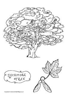 Tree colouring pages tree coloring page sycamore tree coloring pages