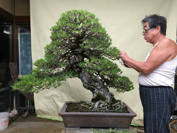 Why is it often said that pines are not a good choice for a bonsai beginner