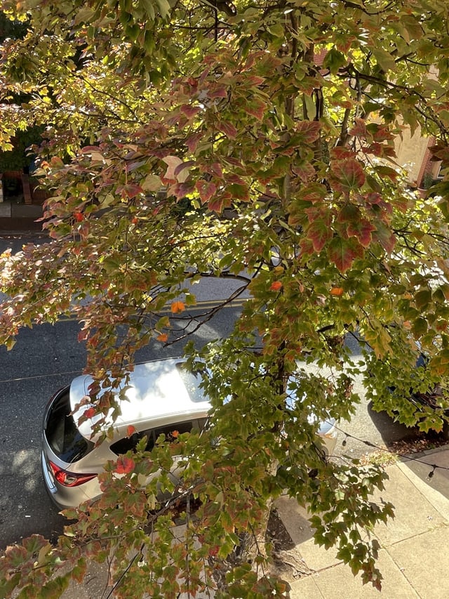 Why havent the leaves on my trees changed colors rbonsai