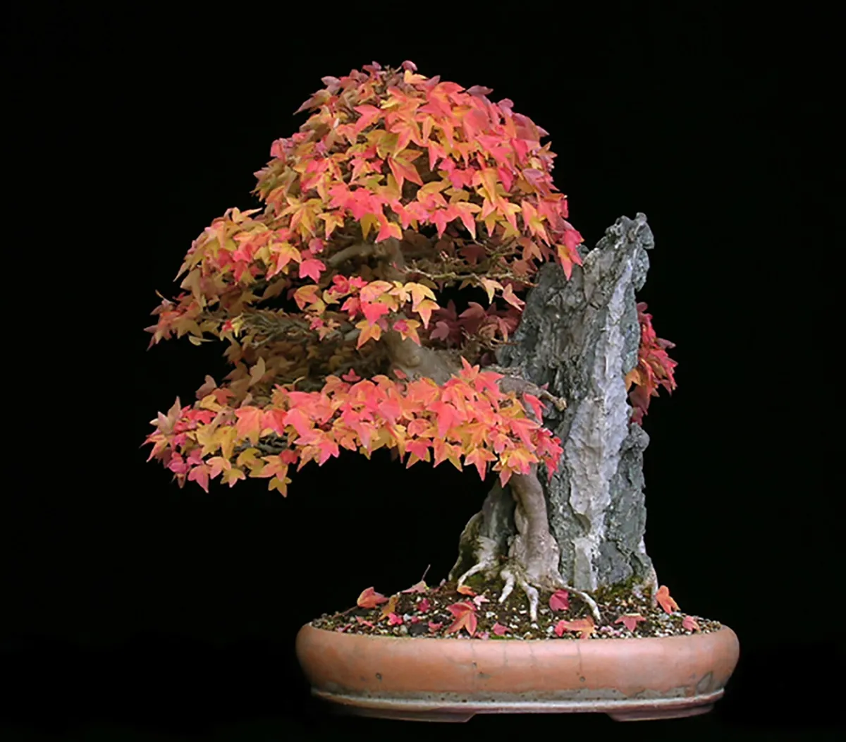 Trident maple acer buergerianum tree seeds fall color hardy bonsai