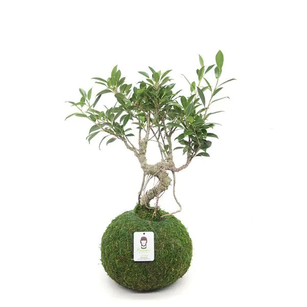 Golden gate ficus bonsai kokedama