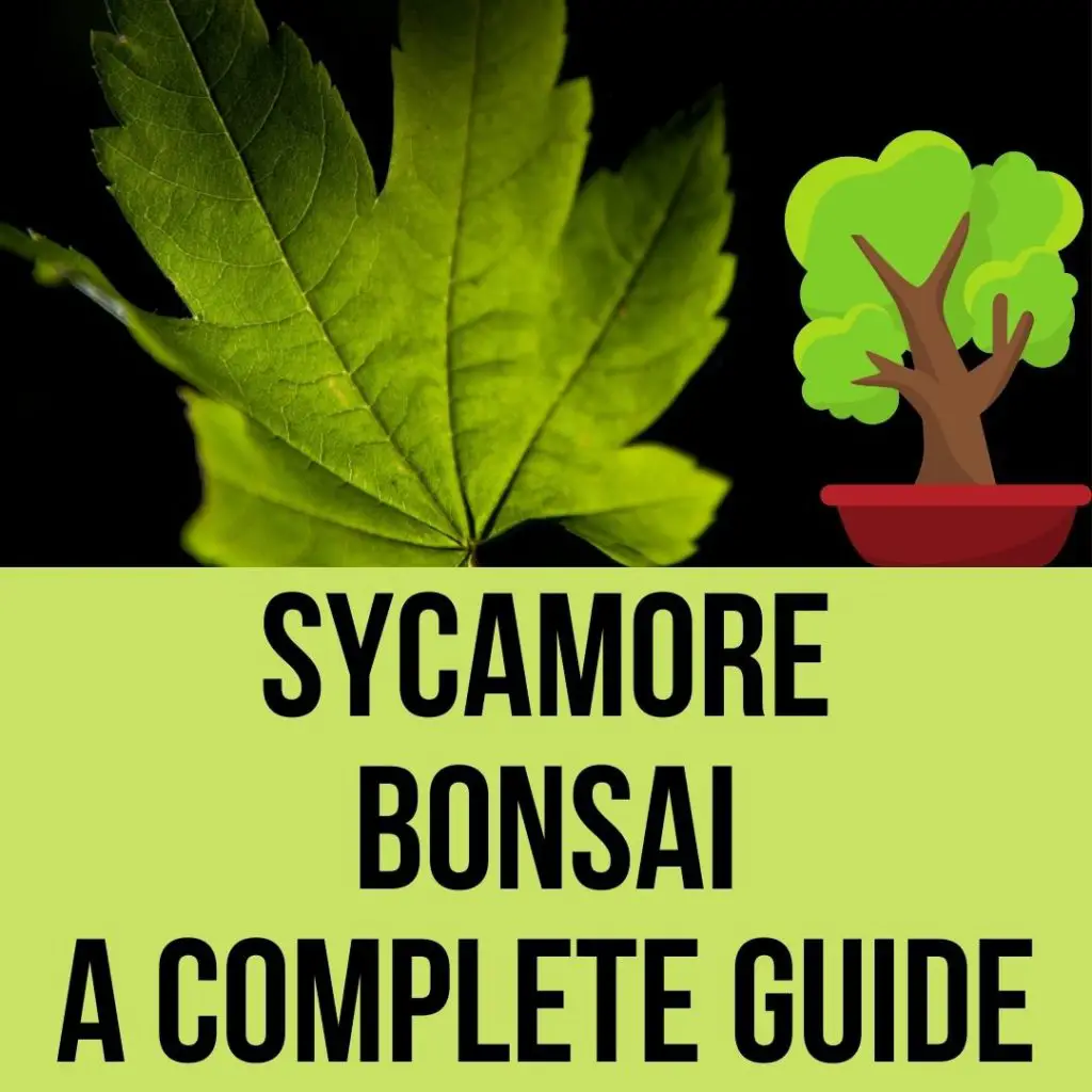 How to grow sycamore bonsai in the easy way