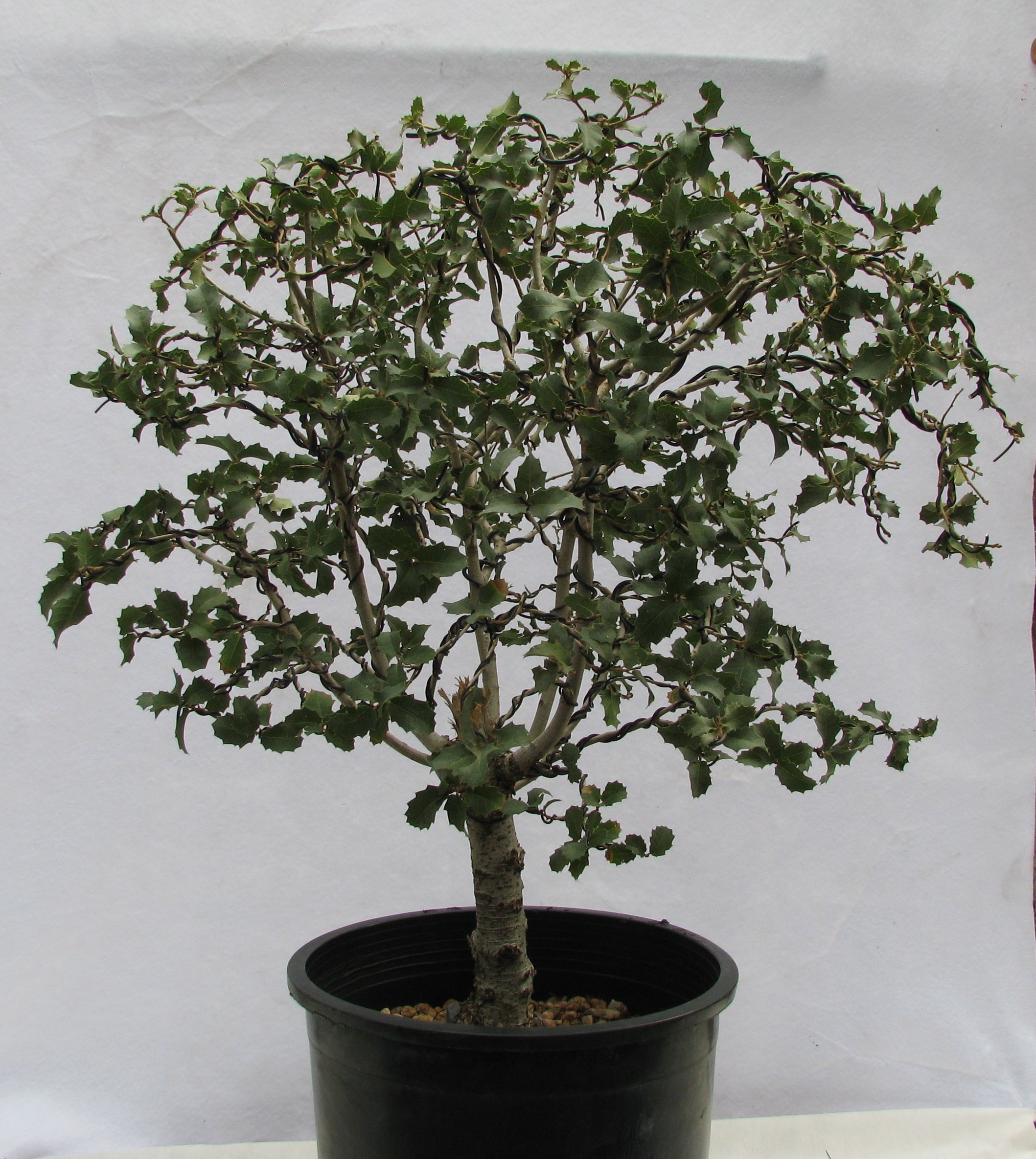 Quercus ilex bonsai â colorado rocky mountain bonsai â suiseki