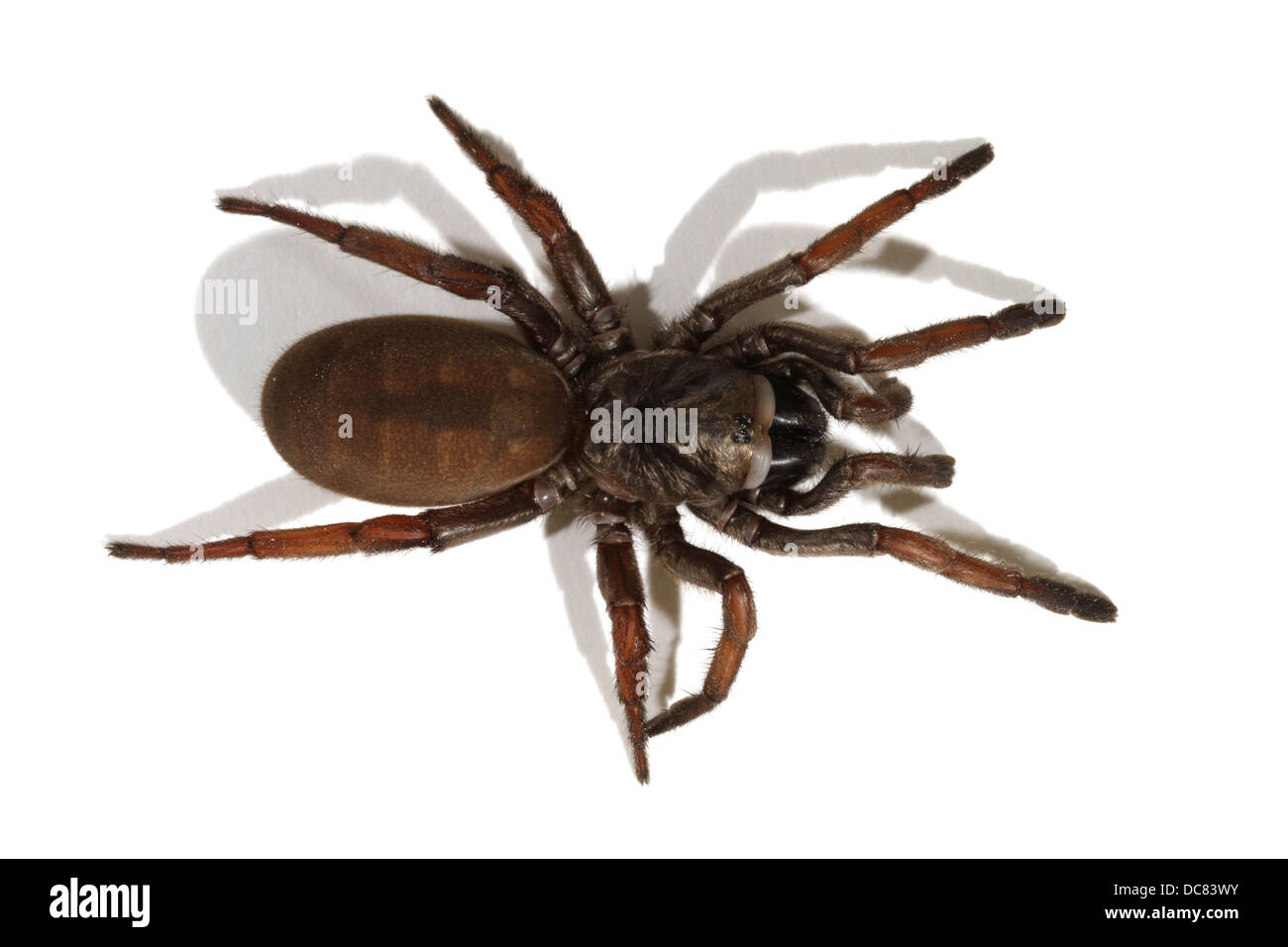 Brown trapdoor spider hi