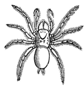 Sydney brown trapdoor spider coloring page free printable coloring pages