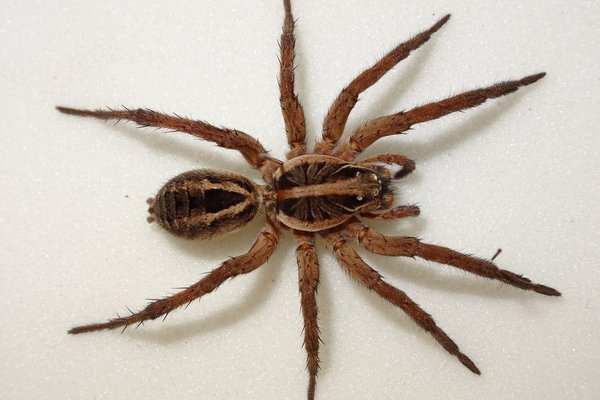 Sydney brown trapdoor spider