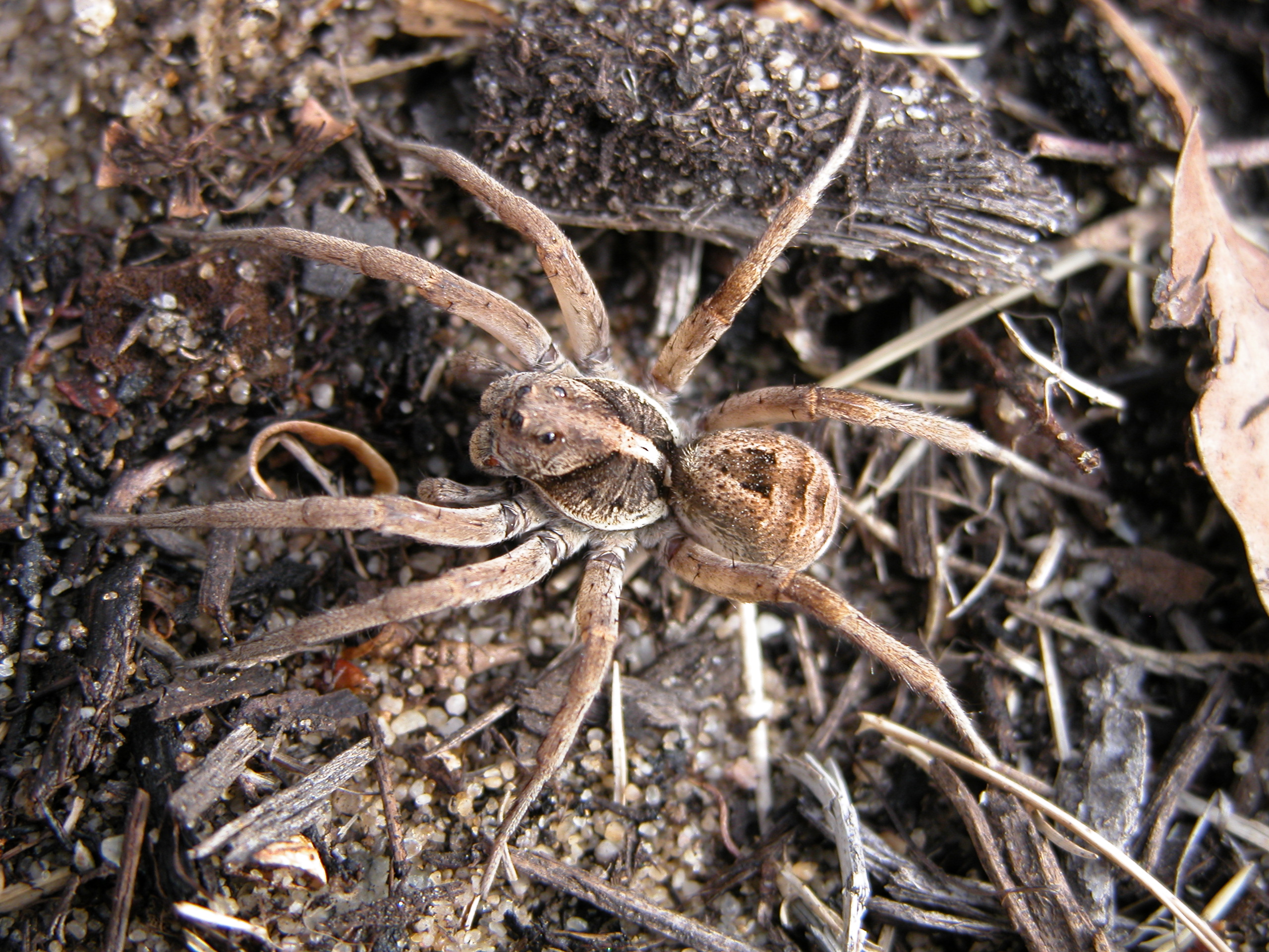 Common neighbourhood spiders ulture and food