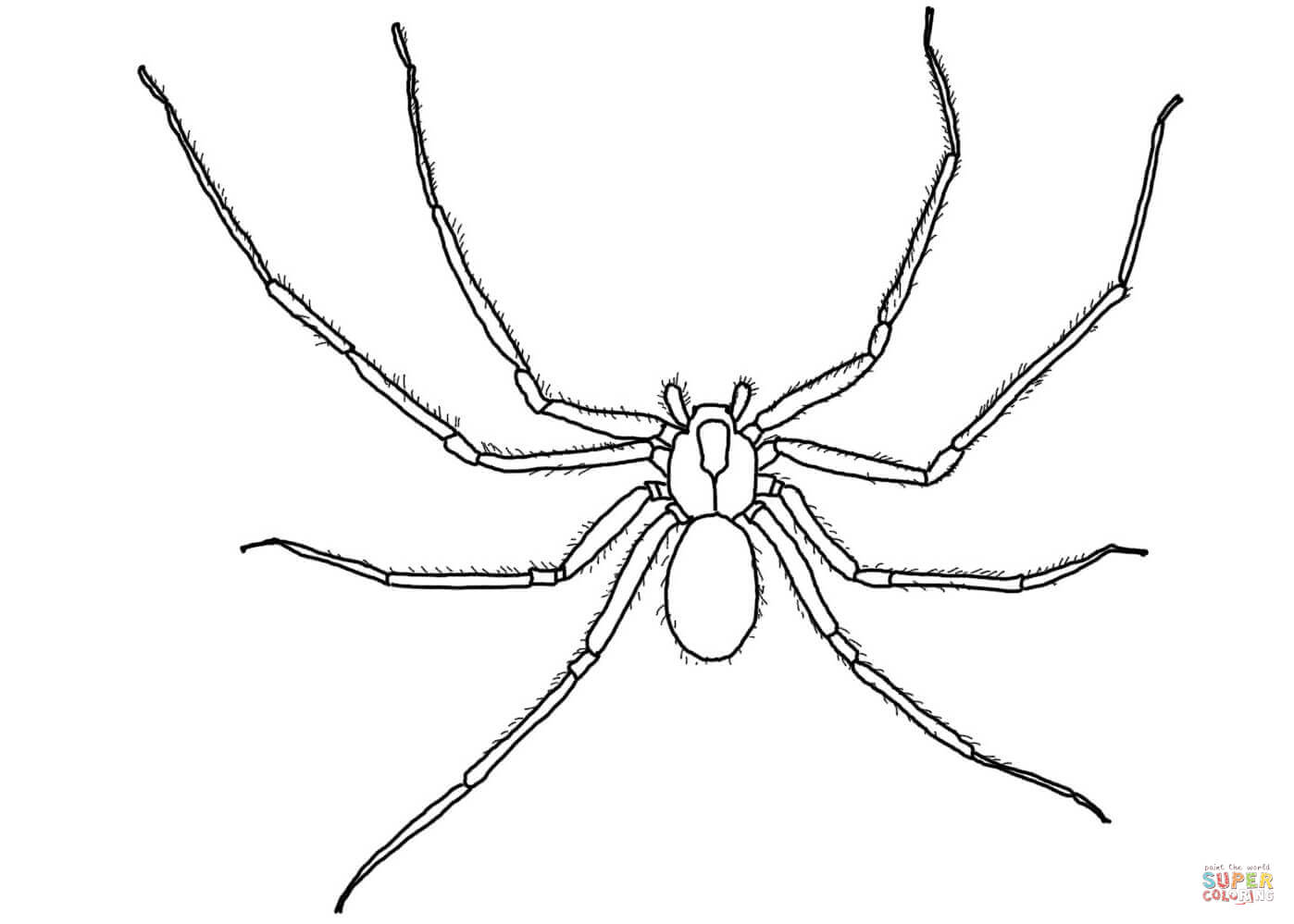 Brown recluse spider coloring page free printable coloring pages