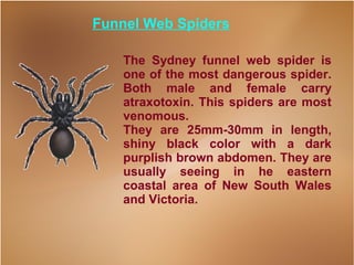 Spider identification ppt