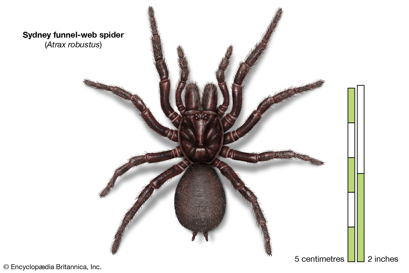 Of the worlds deadliest spiders