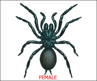 Spider identification chart â distribution â venom toxicity â first aid