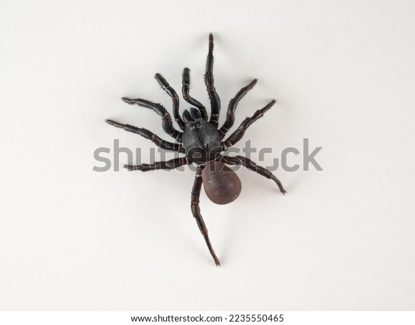 Spider hidden images stock photos d objects vectors