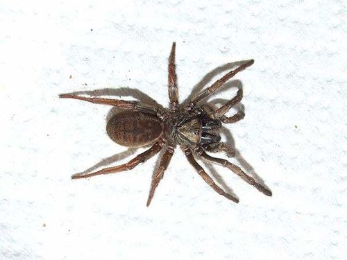 Sydney brown trapdoor spider misgolas rapax