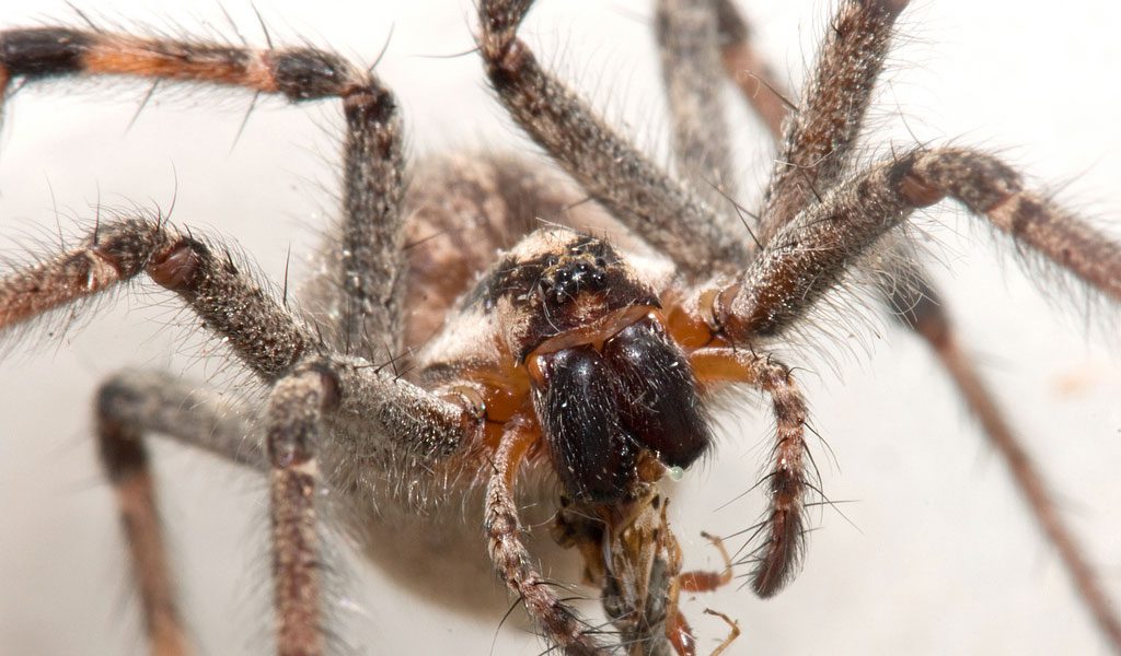 Funnel web spider