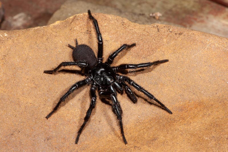 Sydney funnel web spider stock photos