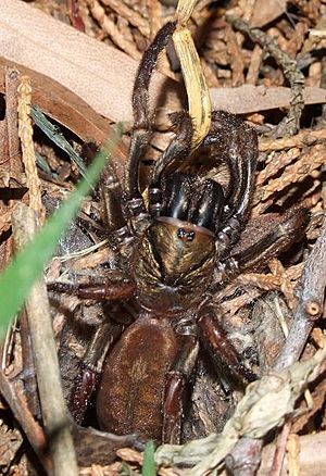 Sydney brown trapdoor spider facts for