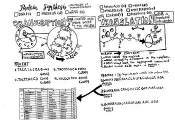 Protein synthesis coloring sheet transcription translation transcription and translation transcription protein synthesis