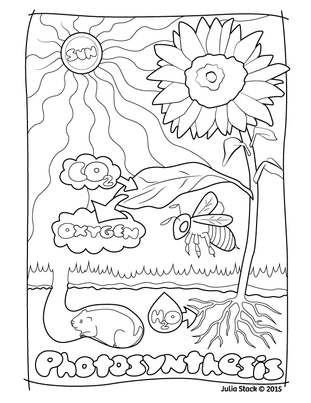 Julia stack medical illustration photosynthesis coloring page