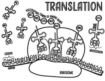 Translation coloring page protein synthesis by corvidae coloring