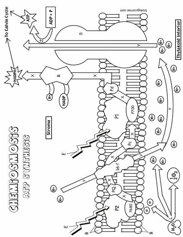 Chemiosmosis atp synthesis