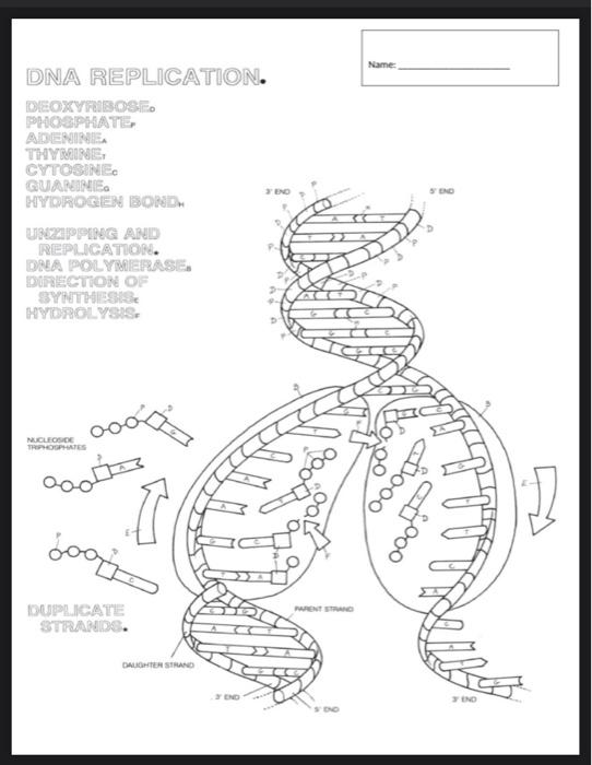 Solved name dna replication deoxyfibose phosphate adenine