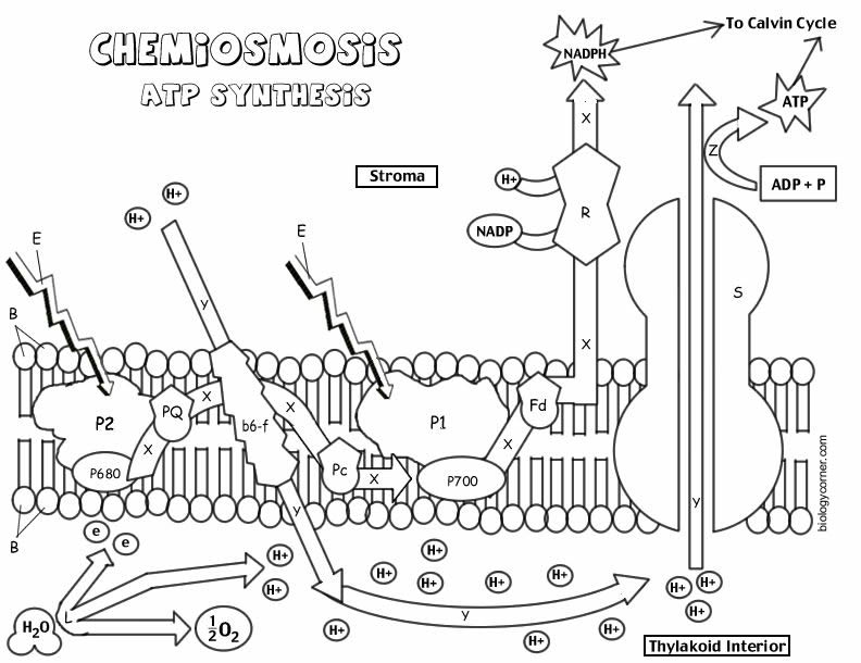 Photosystems and chemiosmosis coloring