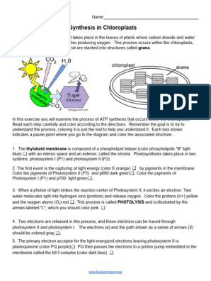 Photosynthesis coloring chemiosmosis pdf