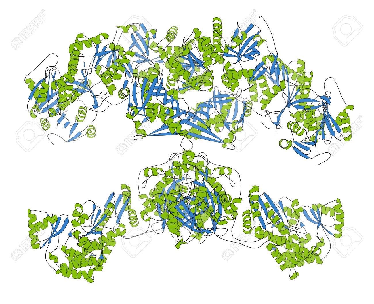 Fatty acid synthase fas enzyme responsible for the synthesis of fatty acids cartoon model secondary structure coloring alpha