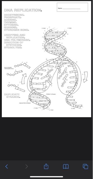 Solved name dna replication deoxyfibose phosphate adenine