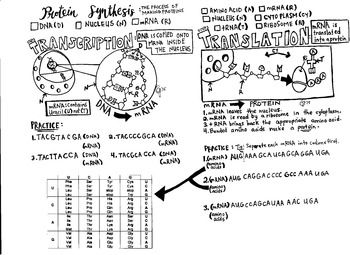 Protein synthesis coloring sheet transcription translation transcription and translation transcription protein synthesis