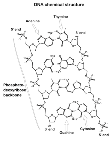 Dna chemical structure coloring page free printable coloring pages