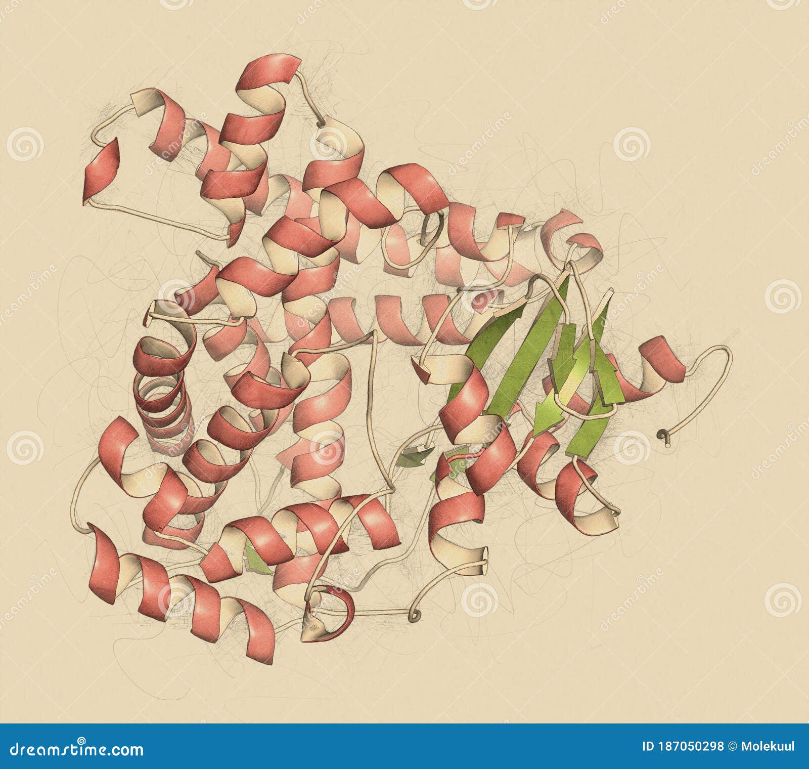 Aromatase estrogen synthase enzyme protein responsible for the key step in the synthesis of estrogens stock illustration