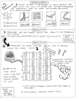 Final review pg protein synthesis coloring sheet tpt