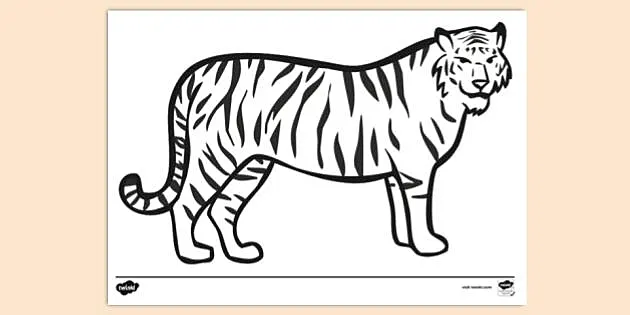 Tiger template for colouring teacher made