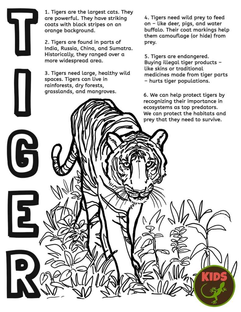 Color and learn tiger â