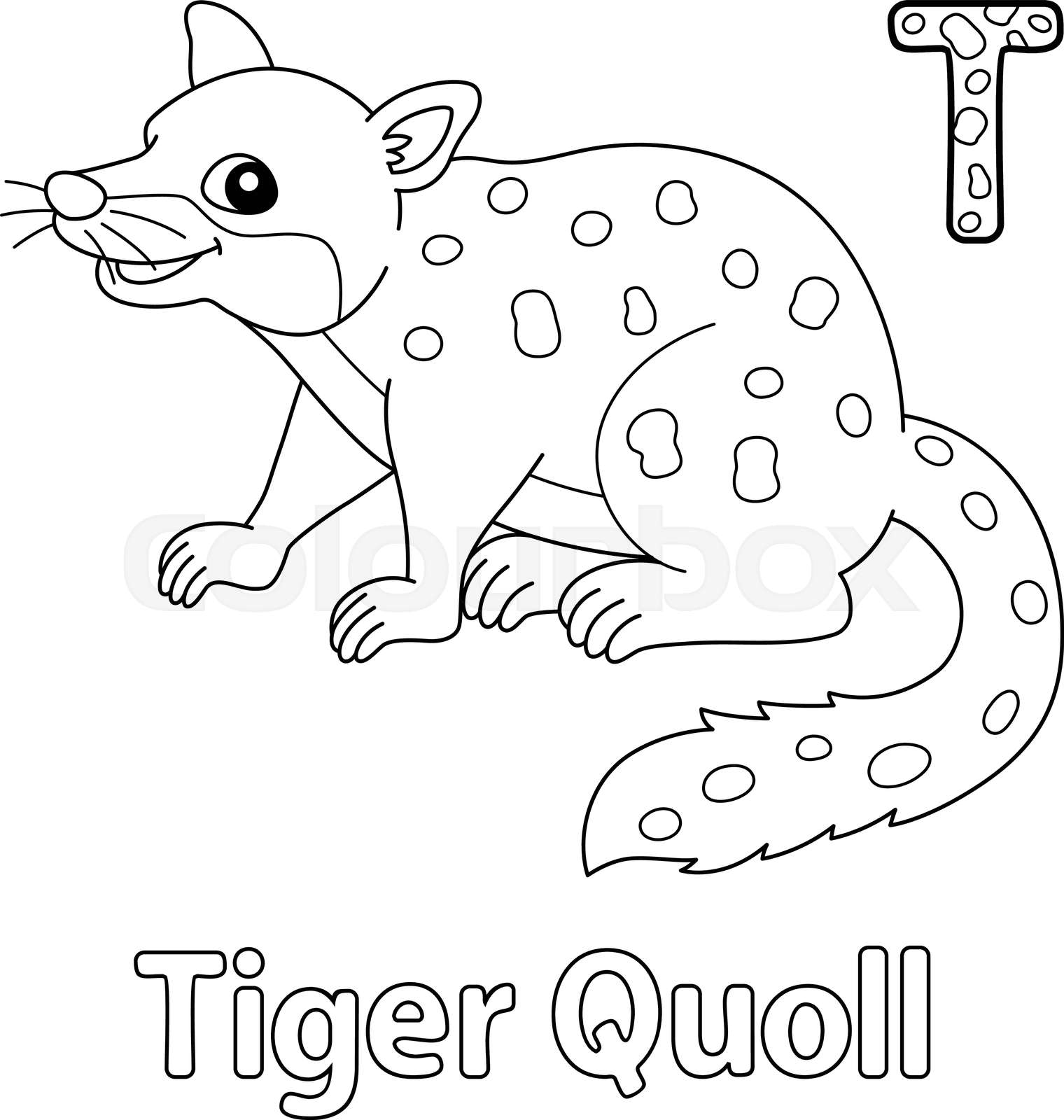 Tiger quoll alphabet abc coloring page t stock vector