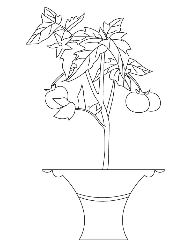 Best tomato plant coloring page download free best tomato plant coloring page for kids best coloring pages