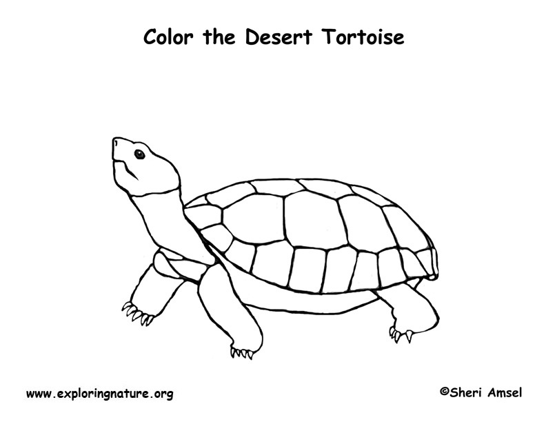 Tortoise desert coloring page