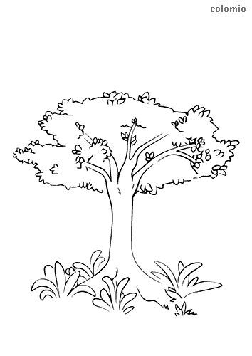 Trees coloring pages free printable tree coloring sheets