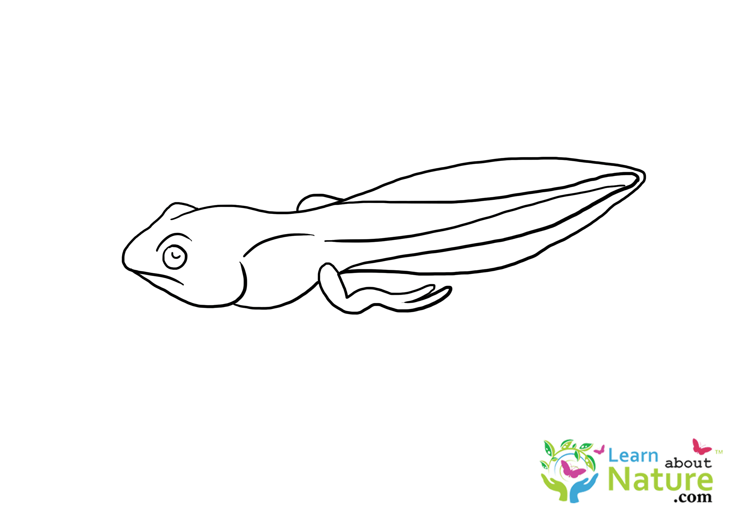 Tadpole