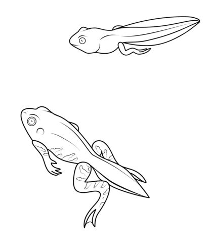 Tadpole and froglet coloring page from frogs category select from printable crafts of â coloring pages train coloring pages free printable coloring pages