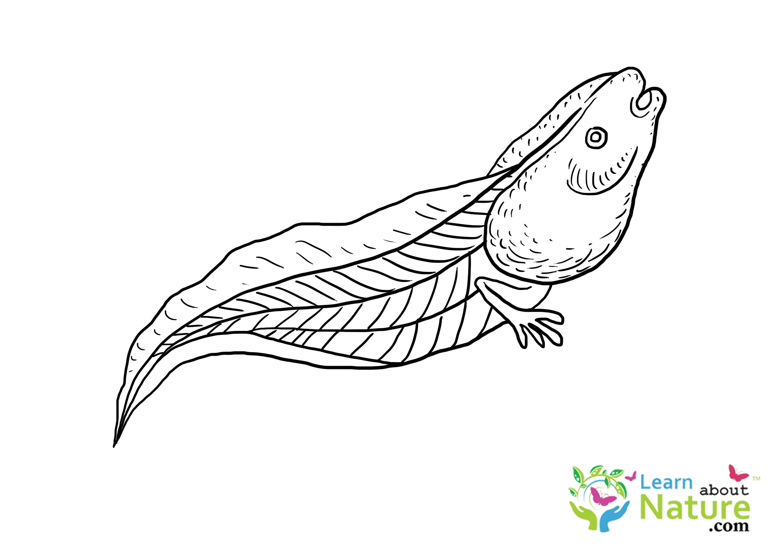 Tadpole