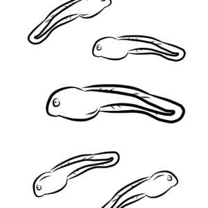 Tadpole coloring pages printable for free download