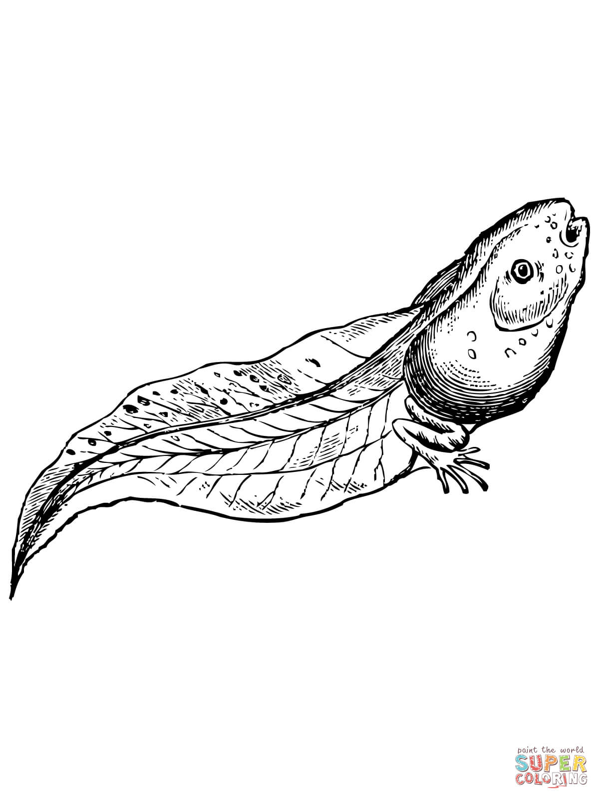 Realistic tadpole coloring page free printable coloring pages